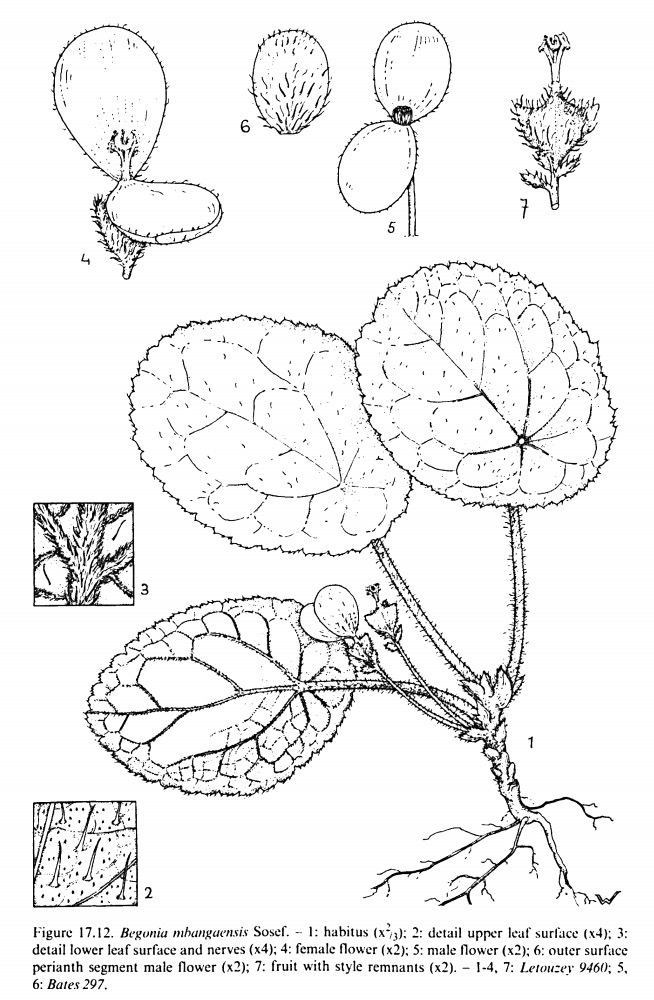 B. mbangaensis